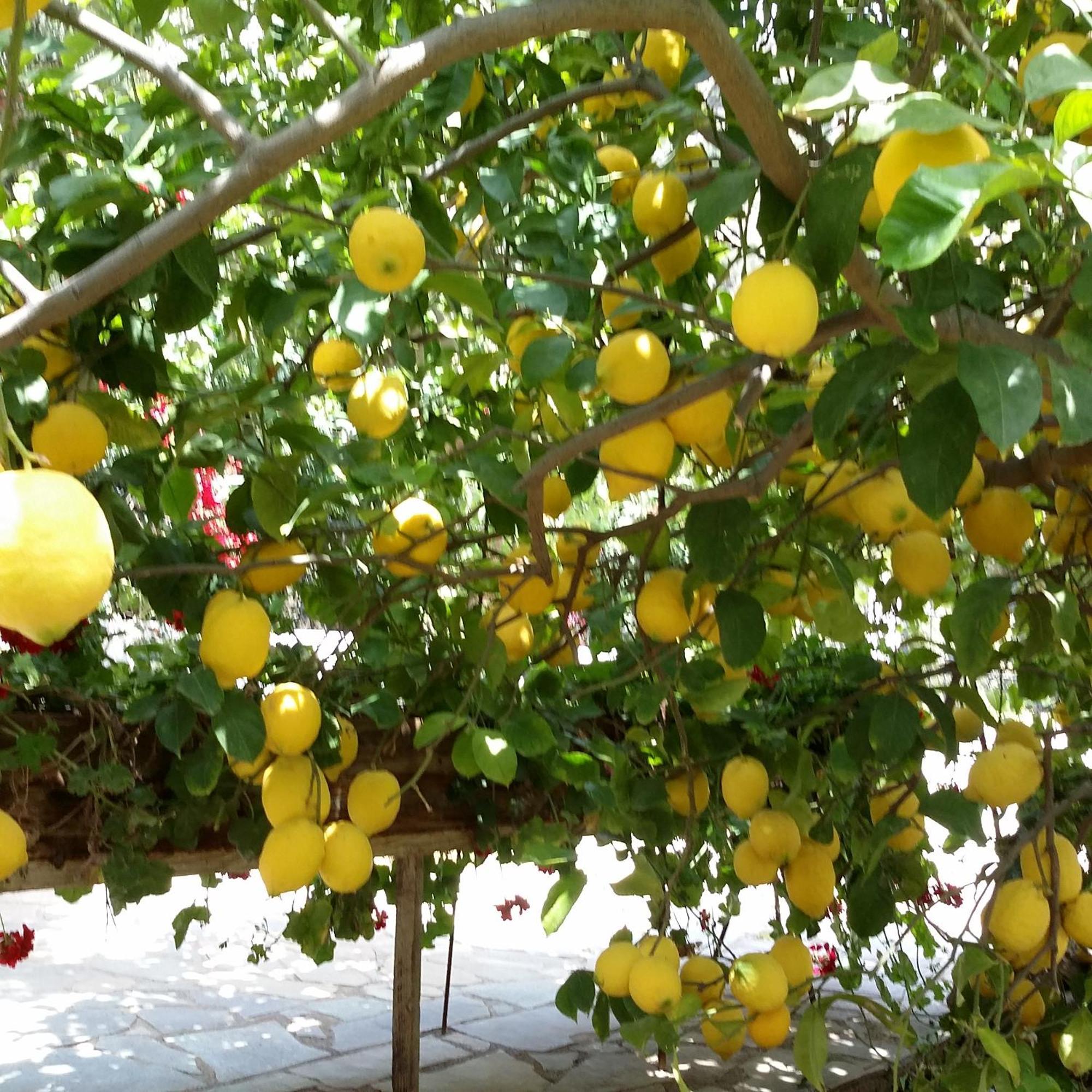 Olive Tree Cottages Paleochora Exterior foto